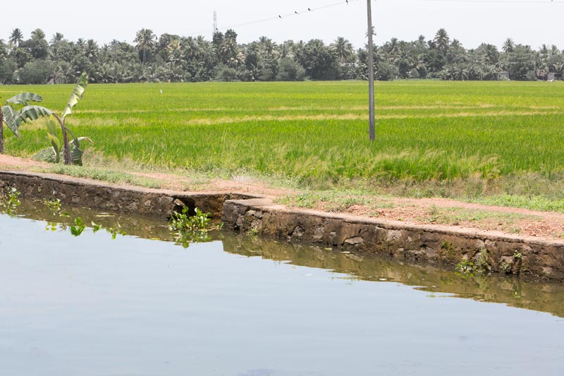 Agriculture below the Sea Level in Kuttanad, Alappuzha district, Kerala - Embankment and 'padshekharam' (block of paddy fields) in 'Kayal' lands reclaimed from shallow stretches of Vembanad Lake